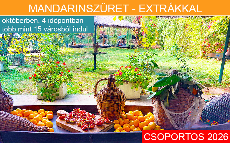 MANDARINSZÜRET  PROGRAM